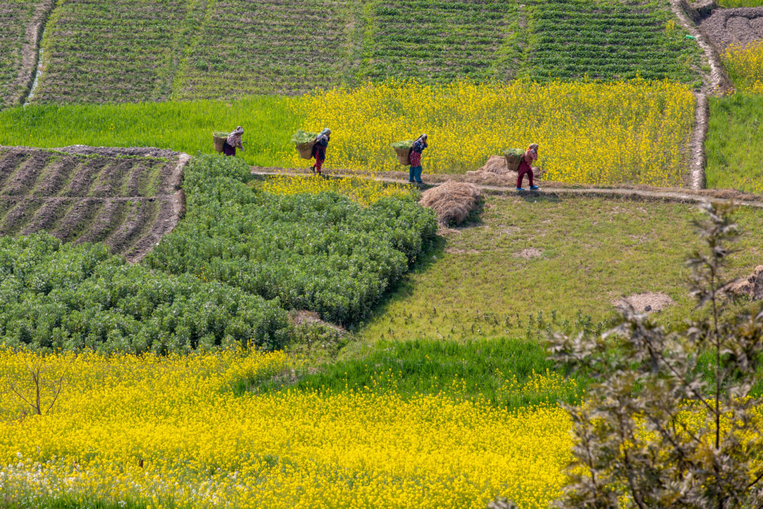 It’s a Good Summer for Trade But China Ag Imports Fell In July